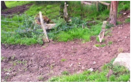 Figure 17: Fence pushed down by livestock